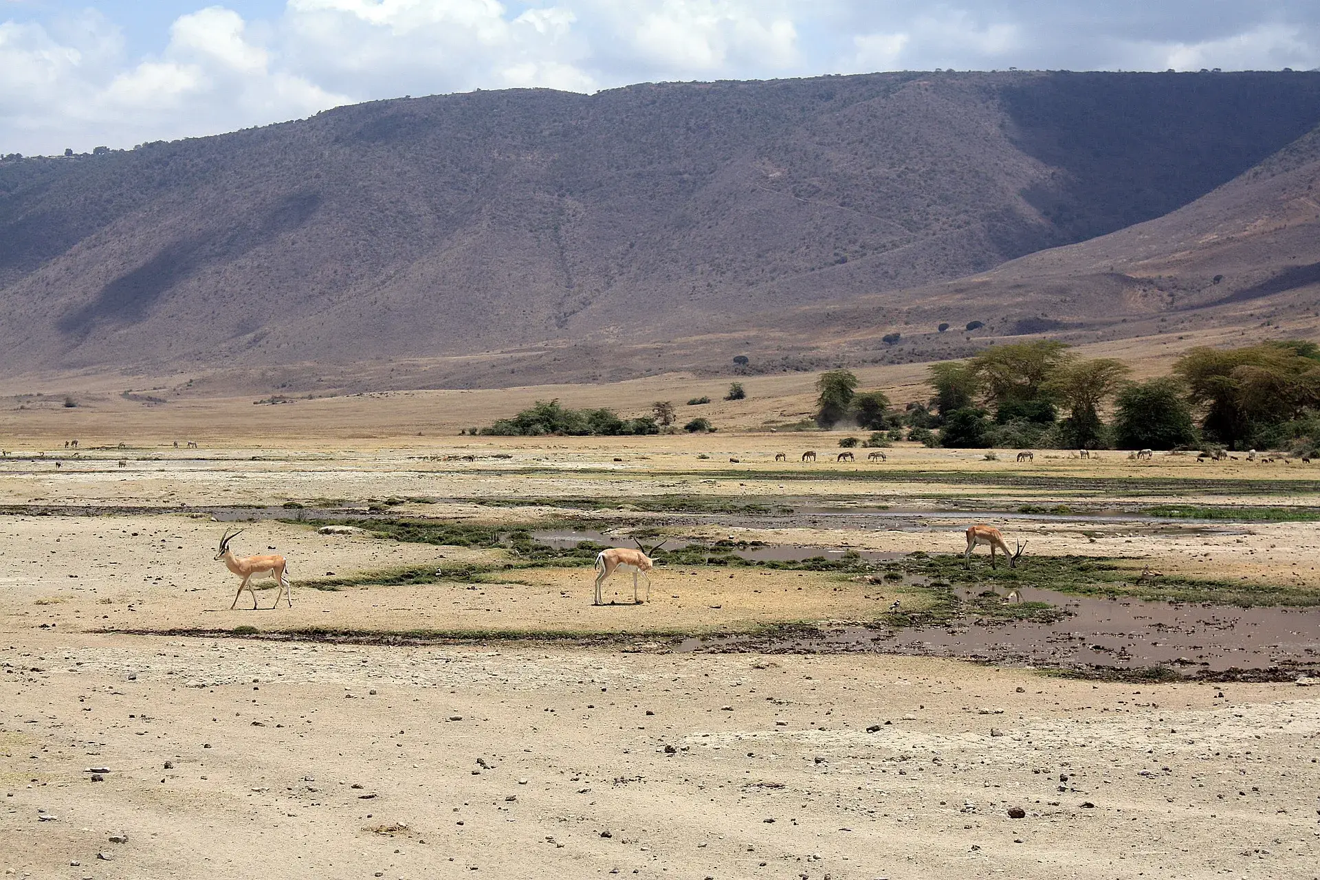 Ngorongoro Crater