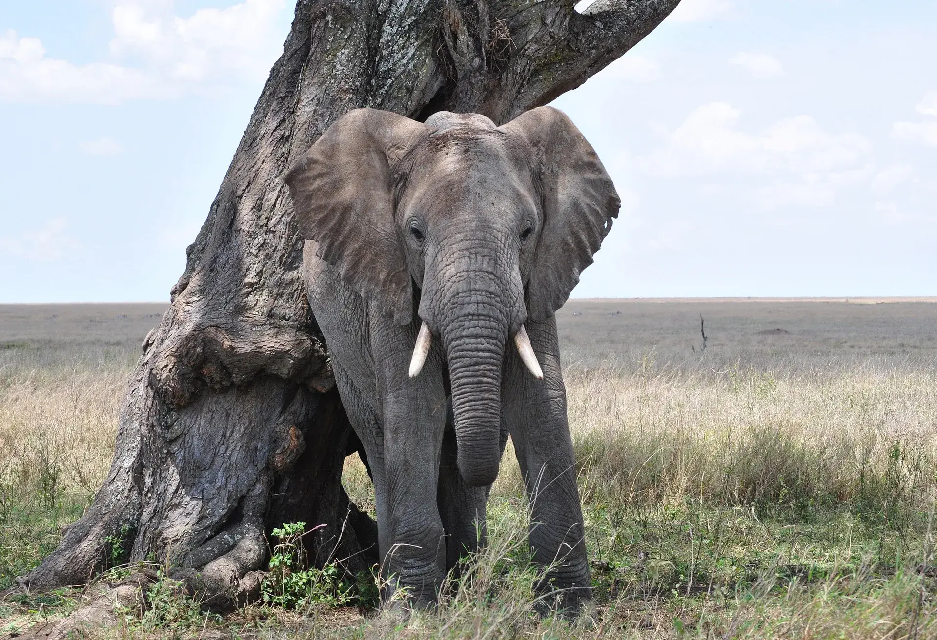 Tarangire National Park