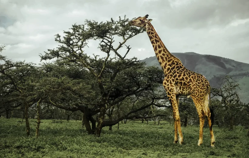 Arusha National Park Daytrip