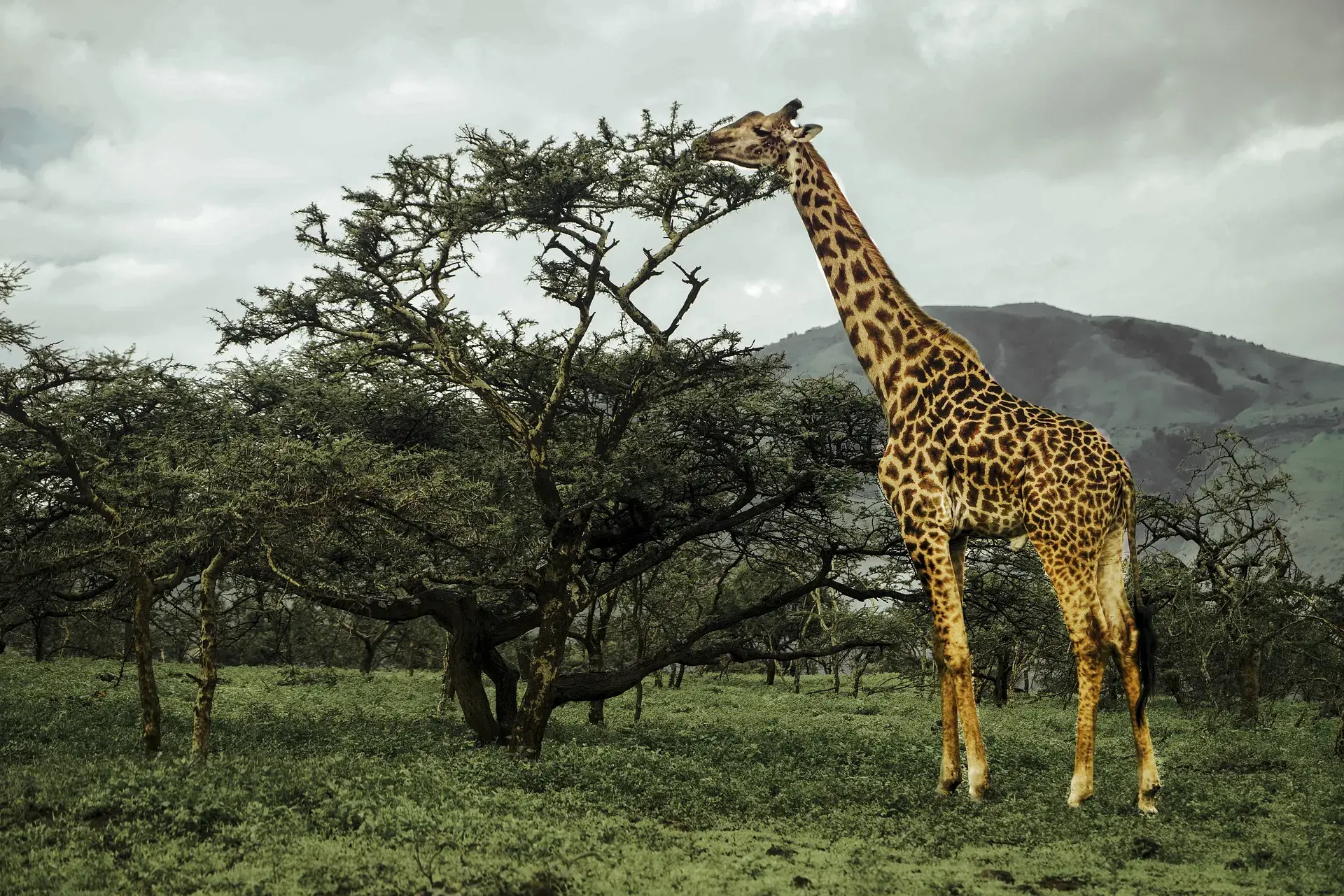 Arusha National Park